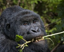 DAWN OF MAN: EVOLUTION RIDDLE SOLVED!