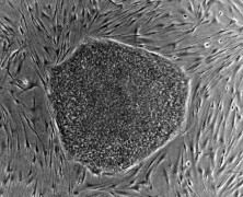 STEM CELLS AND THE 42 LETTER NAME OF GOD