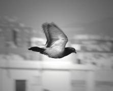 FLYING ON OUR OWN